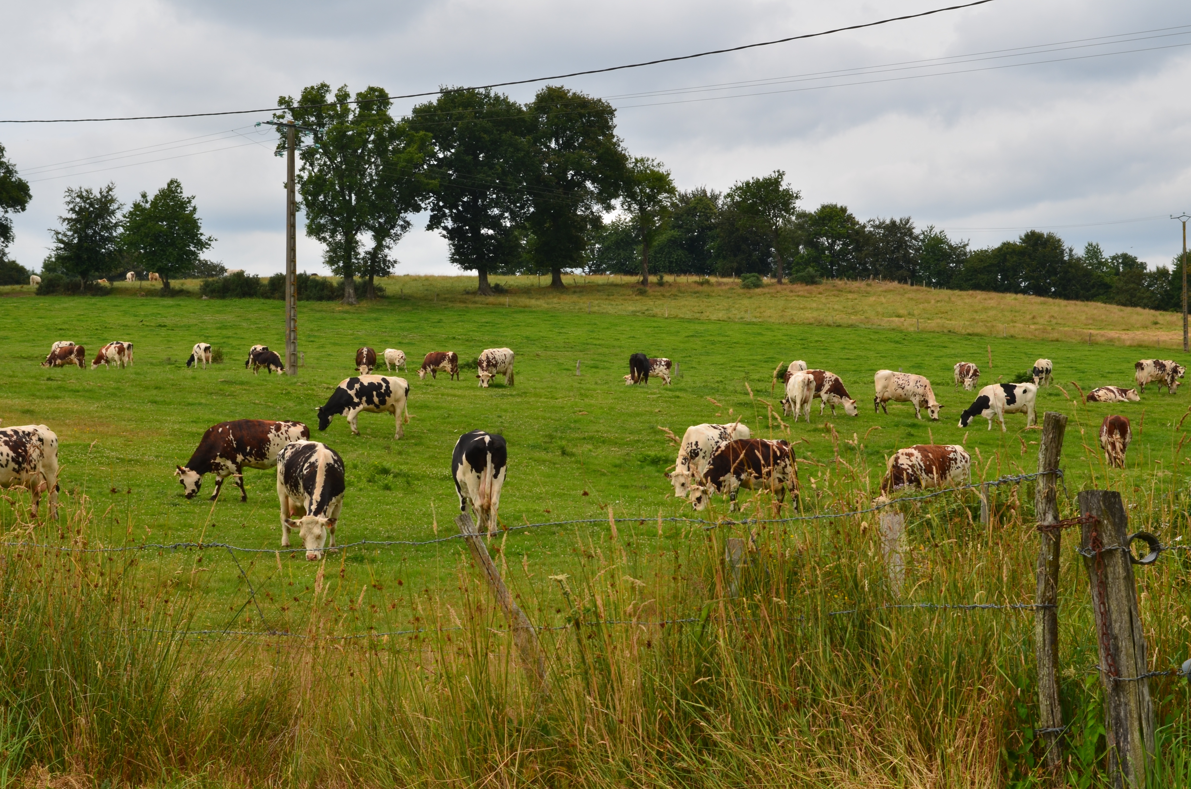 Spécialité Locale Le camembert Champ Secret Visite de la Ferme Champsecret Spécialité Locale Le camembert Champ Secret Visite de la Ferme Champsecret