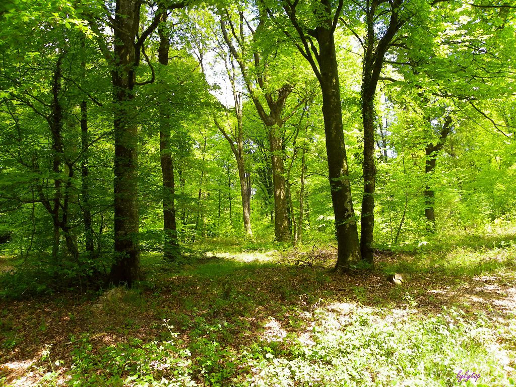 Patrimoine Champsecret