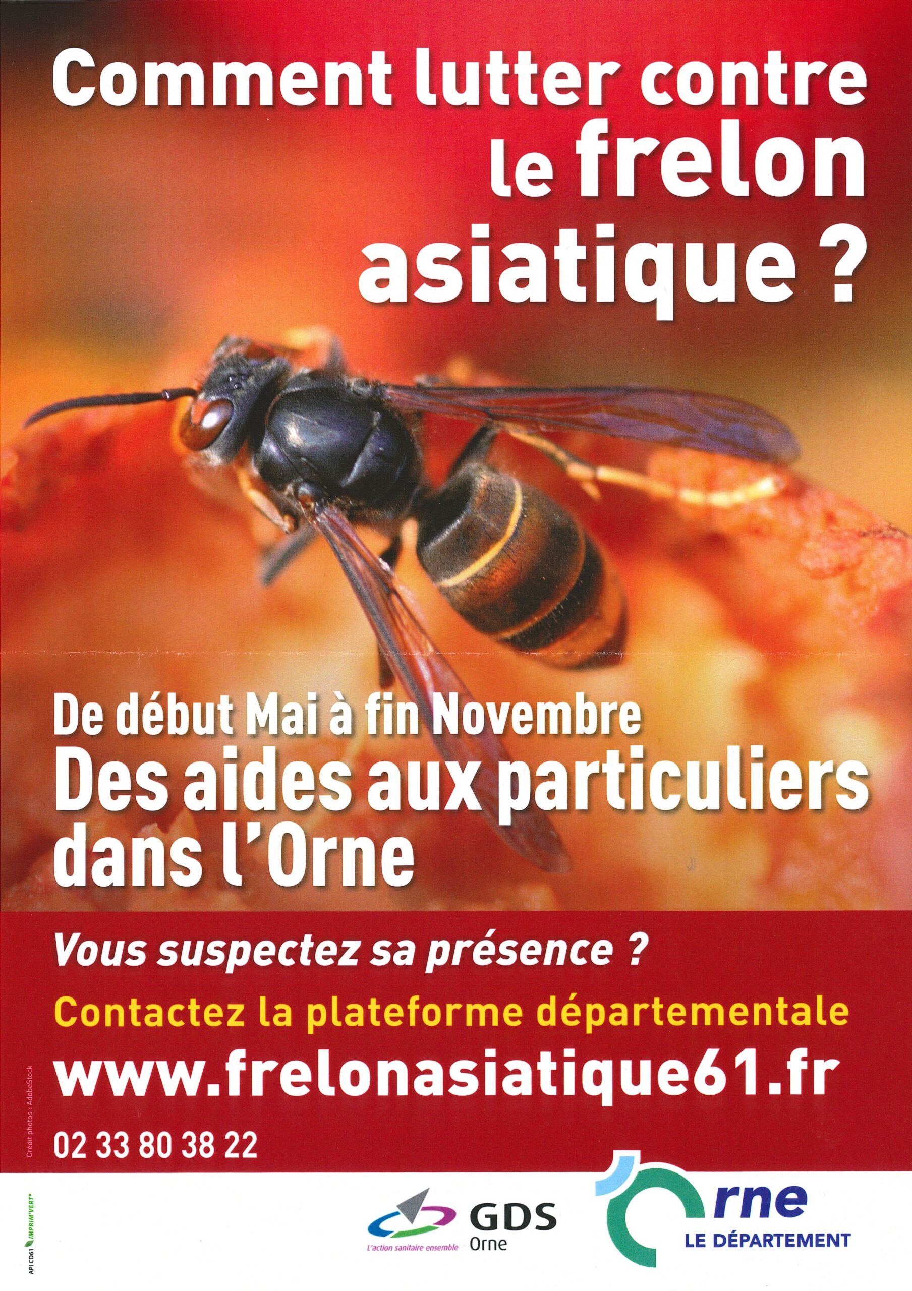 Read more about the article Lutte contre le frelon asiatique