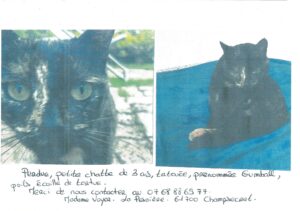 Read more about the article Perdue chatte à poils écaille de tortue à Champsecret