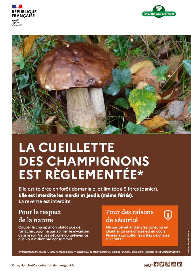 Lire la suite à propos de l’article Cueillette des champignons en forêt domaniale